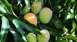 O que é a Seca-da-mangueira, que vem matando muitas árvores desta fruta no Brasil