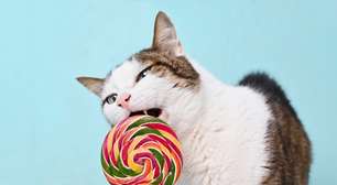 Gato pode comer doce? Entenda os riscos do açúcar para o animal