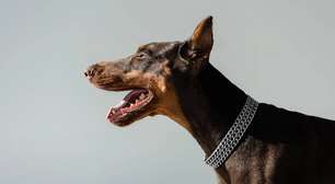 Cães territorialistas: entenda o instinto de proteção e como equilibrar comportamento e convivência