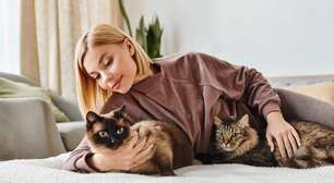 Estresse felino: como identificar e aliviar a ansiedade do seu gato