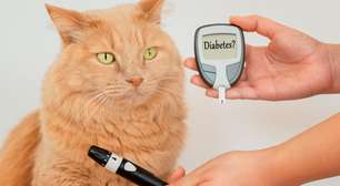 Cães e gatos também podem sofrer de diabetes; entenda melhor