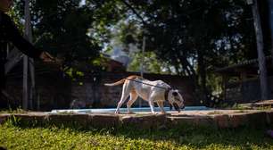 Canoas encerra atividades do Abrigo Municipal Palmira Gobbi após mais de 2.500 animais acolhidos