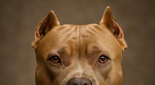 Novos casos de ataque de pitbull: até quando eles vão matar no Brasil?