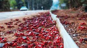 Migração de caranguejos fecha estrada em ilha australiana