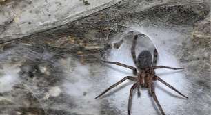 Aranhaverso na vida real? Cientistas encontram megacidade de aranhas em caverna europeia