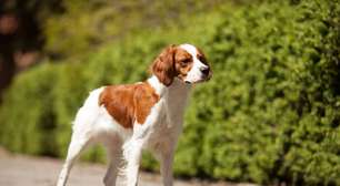 4 características do cachorro da raça spaniel bretão