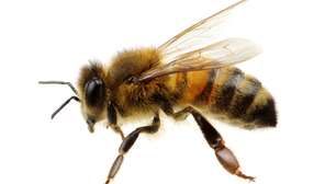 O que fazer após uma picada de abelha: primeiros socorros e prevenção