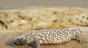 'Caiu Ozempic no Enem?': conheça o lagarto que inspirou medicamento e foi tema de questão