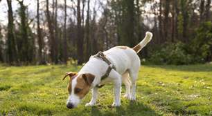 Quando o cachorro abana o rabo significa que está feliz mesmo?