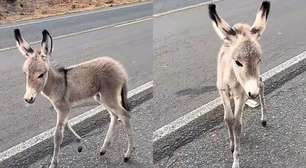 Filhote de jumento é resgatado ao lado da mãe morta em rodovia no PI: 'Cena de cortar o coração'