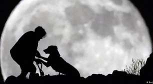 Cães acompanharam humanos em migrações há milênios, diz estudo