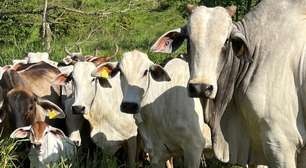 COP30 destaca a combate ao metano, gás 30 vezes mais potente que o CO2 no aquecimento global