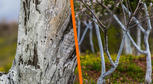 Para que serve adicionar cal às árvores frutíferas: quando e como fazer corretamente