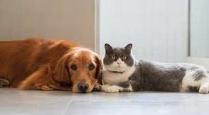 O que significa ter medo de cachorro ou gato, de acordo com a psicologia?