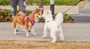 Seu cachorro é tímido? Veja 7 dicas para torná-lo mais sociável