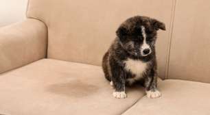 Xixi de pet no sofá? Veja cuidados para eliminar o odor desagradável