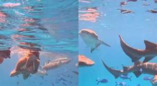 Sabalenka mergulha com tubarões em viagem nas Maldivas