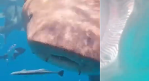 Tubarão engole câmera, que registra imagens dentro da boca dele; assista