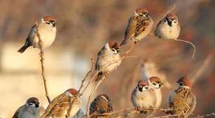 Pardal: quando o pássaro mais presente do mundo se torna problema