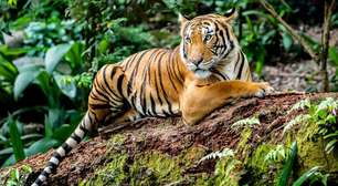 Maiores felinos do mundo: 8 curiosidades sobre os tigres