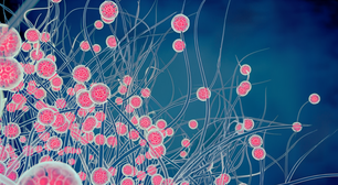 Mudanças ambientais estão potencializando efeitos negativos dos fungos na nossa saúde