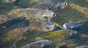Tilápia fora de controle: perigo nos ecossistemas