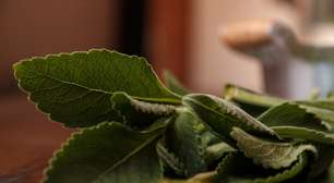 Banho de boldo: aprenda a afastar energias negativas