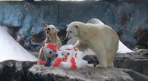 Nur, primeira ursa polar nascida na América Latina, comemora aniversário com bolo no Aquário de SP