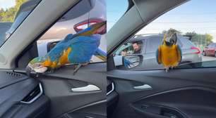 Arara pousa na janela de carro no DF e surpreende família