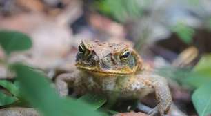 Sapo-cururu, tão comum no Brasil, virou uma praga na Austrália