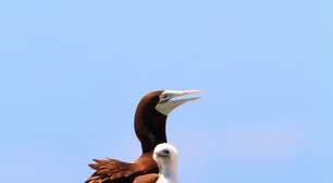 O lado cruel da natureza: entenda o siblicídio e se assuste