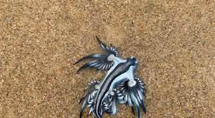 Lindo, pequeno e venenoso: conheça o Dragão Azul, o novo terror dos mares