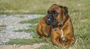 7 segredos do boxer que poucos donos conhecem