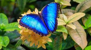 Borboleta-Azul: a joia das florestas tropicais que encanta pela beleza e importância rcológica