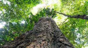 COP é vitrine, mas investimento recorde do Fundo Amazônia não está ligado apenas ao evento