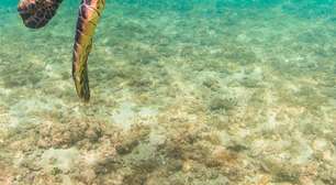 5 curiosidades sobre as tartarugas