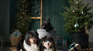 Natal com pets: 7 formas de decorar a casa sem riscos para os animais