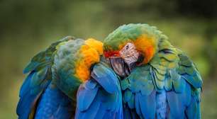 Papagaios foram 'testemunhas' de adultério em tribunal