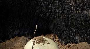 Não são apenas as aves! Veja animais que se reproduzem em ovos