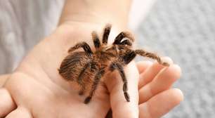 Aranha como pet: conheça curiosidades sobre esses animais