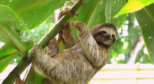 O ritmo tranquilo da floresta: curiosidades sobre o bicho-preguiça