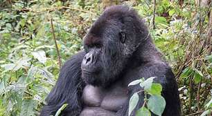 Estudo revela que gorilas-da-montanha também passam pela menopausa