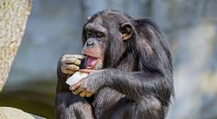 Pesquisa revela que chimpanzés ingerem álcool natural presente nas frutas