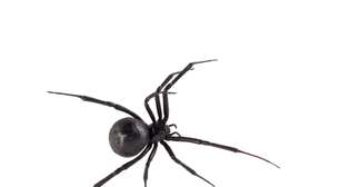 Quem venceria a batalha: 10 formigas soldados ou uma aranha viúva negra?