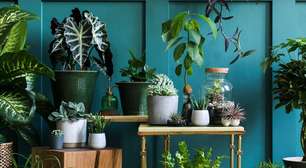 Primavera: veja dicas de cuidados com as plantas na estação