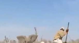 Pra quem não viu: Elefante "surta" e derruba canoas com turistas em rio com crocodilos