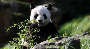 Público de zoológico francês se despede de casal de pandas antes do retorno à China