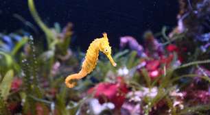 Cavalo-Marinho: tão lento que demora mais de um mês para nadar 1 km