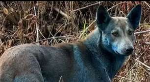 Cães de Chernobyl exibem rara coloração azul e impressionam cientistas