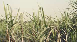 Bioeletricidade ganha força como aliada do Brasil na seca